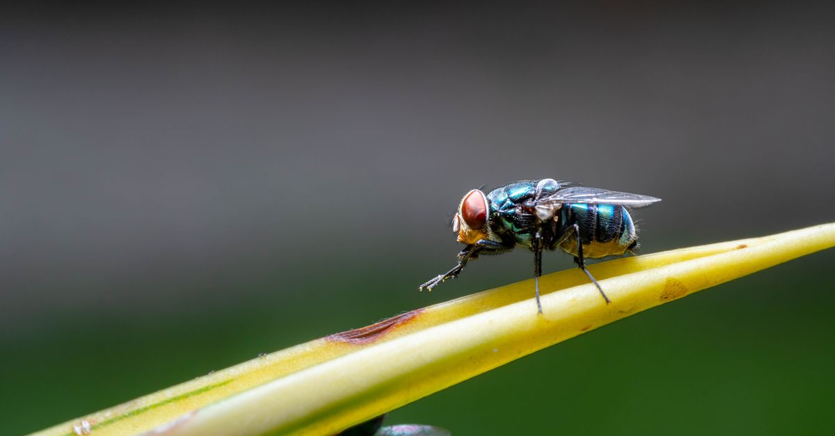Macro shot of a housefly perched on a leaf, showcasing vivid details and colors.